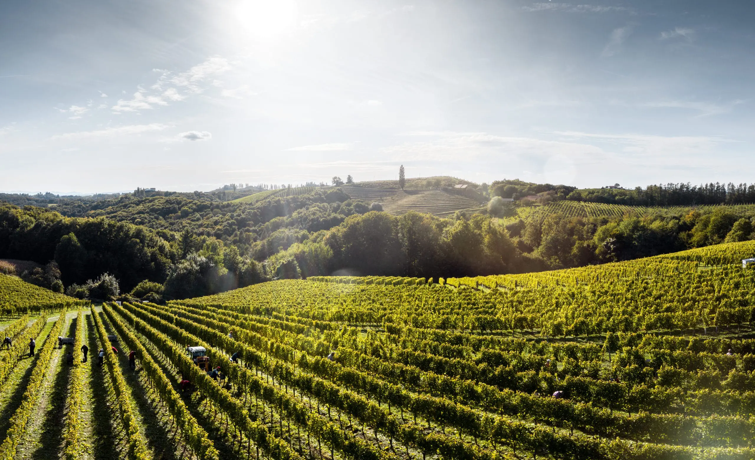 Dveri Pax Weinberge